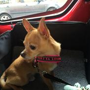 Chihuahua Ticco Martini
