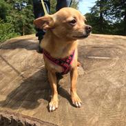 Chihuahua Ticco Martini