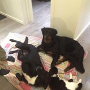 Rottweiler Mason