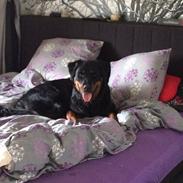 Rottweiler Mason