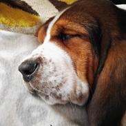 Basset hound Zelda (Longbody's Krinoline)