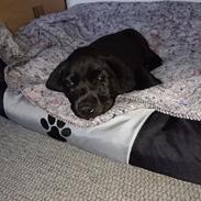 Labrador retriever Pazo