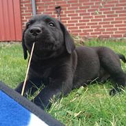 Labrador retriever Pazo