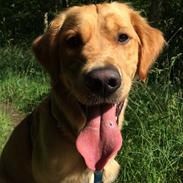 Golden retriever Arthur
