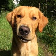 Golden retriever Arthur