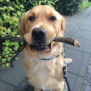 Golden retriever Arthur