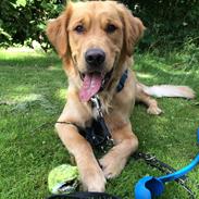 Golden retriever Arthur
