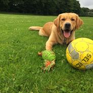 Golden retriever Arthur