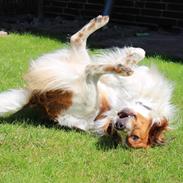 Kooikerhondje Barney