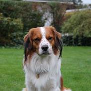 Kooikerhondje Barney