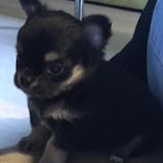 Chihuahua New Star Nova Be My Dream "Nova"