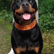 Rottweiler Berta