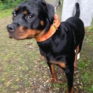 Rottweiler Berta