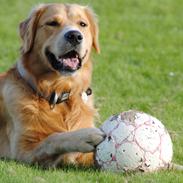 Golden retriever Valder <3