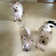 West highland white terrier la gry,s liv
