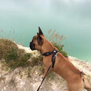 Fransk bulldog Oscar