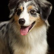 Australian shepherd Zoe