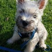 Cairn terrier Albus