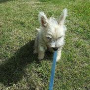 Cairn terrier Albus