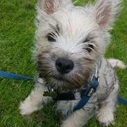 Cairn terrier Albus