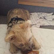 Cairn terrier Albus