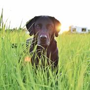 Labrador retriever Junior