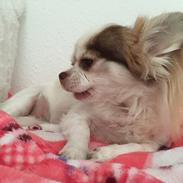 Chihuahua Coco