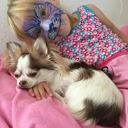 Chihuahua Coco