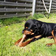 Rottweiler Baloo