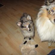 Shetland sheepdog Poulsgaards Maxi Millian - Maxi