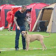 Cane corso Vigo