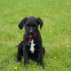 Blanding af racer Nela