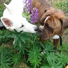 Olde english bulldogge Albert 