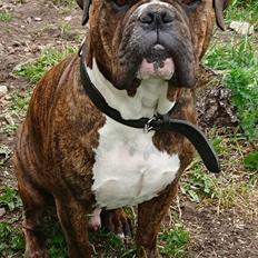 Olde english bulldogge Albert 