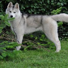 Siberian husky Girl's Talk Star'n Nordica (Penny)