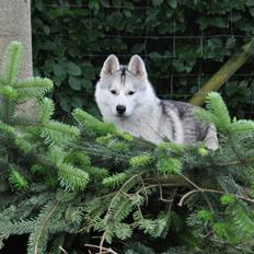 Siberian husky Girl's Talk Star'n Nordica (Penny)