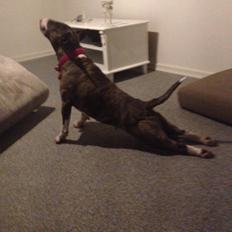 Bullterrier Groa