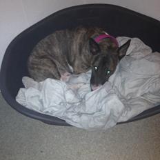 Bullterrier Groa