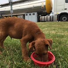 Irsk terrier Clinton