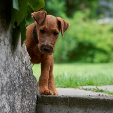 Irsk terrier Clinton