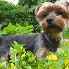 Yorkshire terrier Pixel