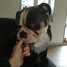 Olde english bulldogge Gundersen's Hugin