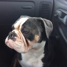 Olde english bulldogge Gundersen's Hugin