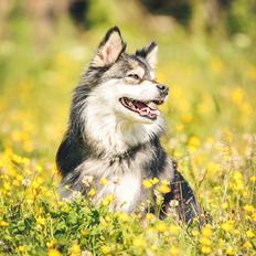 Finsk lapphund Gypsy