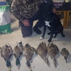 Blanding af racer Rolf 