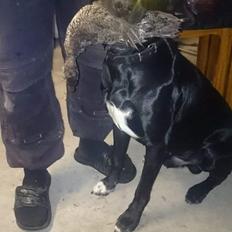 Blanding af racer Rolf 