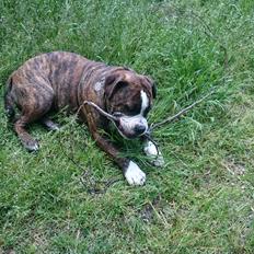 Olde english bulldogge Rod 