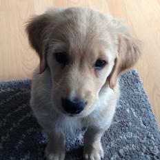 Golden retriever Atlas (Gia's Golden Atlas)