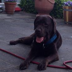 Labrador retriever Renault (Olfert)
