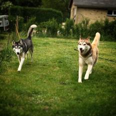 Siberian husky Fluffi